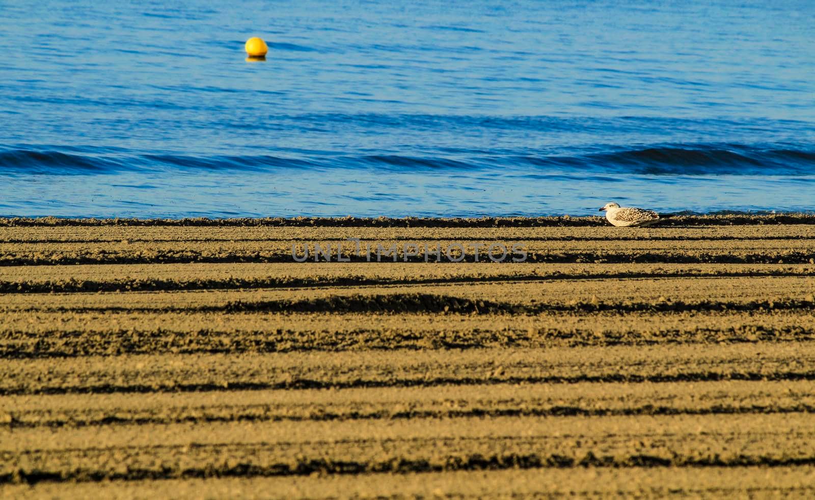 Seagull on the shore in the morning in Santa Pola, Alicante, Spain