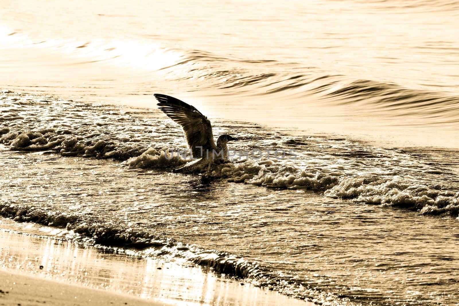 Seagull on the shore in the morning in Santa Pola, Alicante, Spain