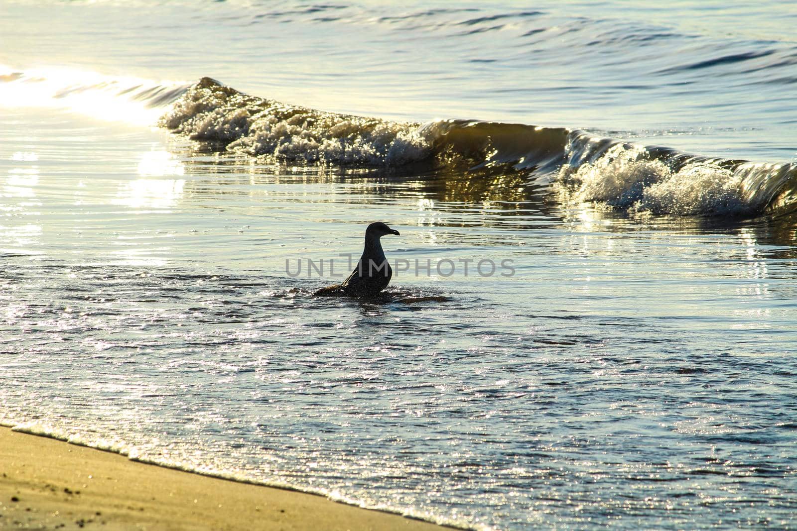 Seagull on the shore in the morning in Santa Pola, Alicante, Spain