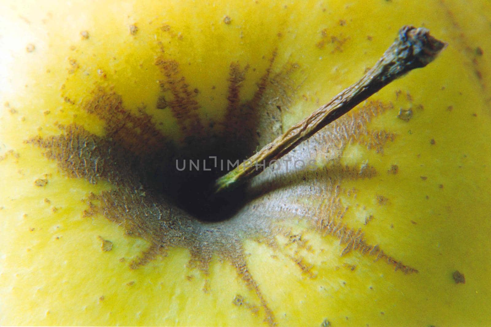 A close up of a green apple stalk with differential focus