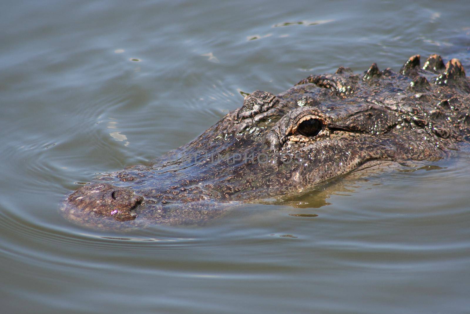 The Dark menacing eye of a partially submerged wild alligator in the Florida Everglades
