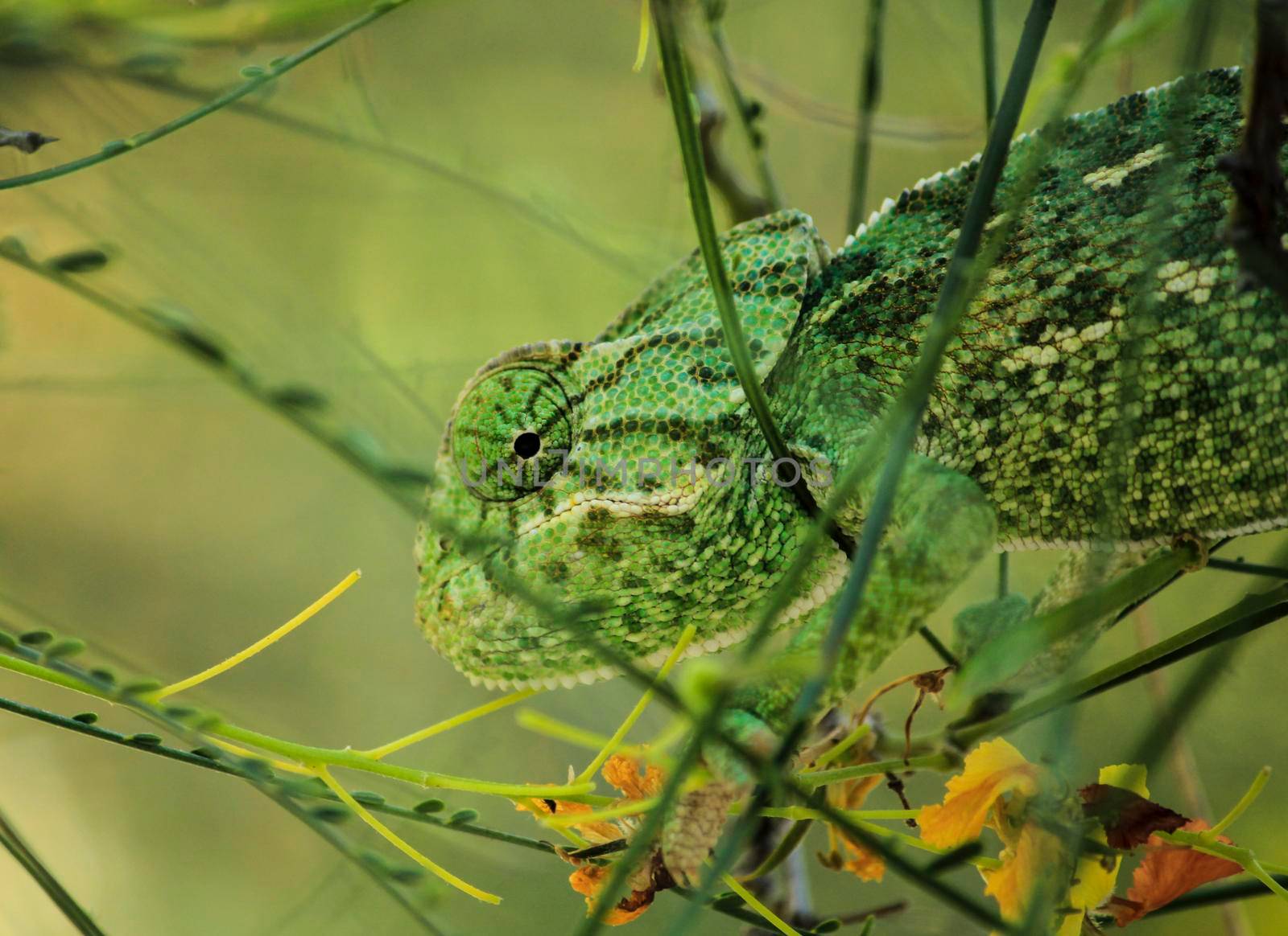 Beautiful chameleon on a branch under the winter sun