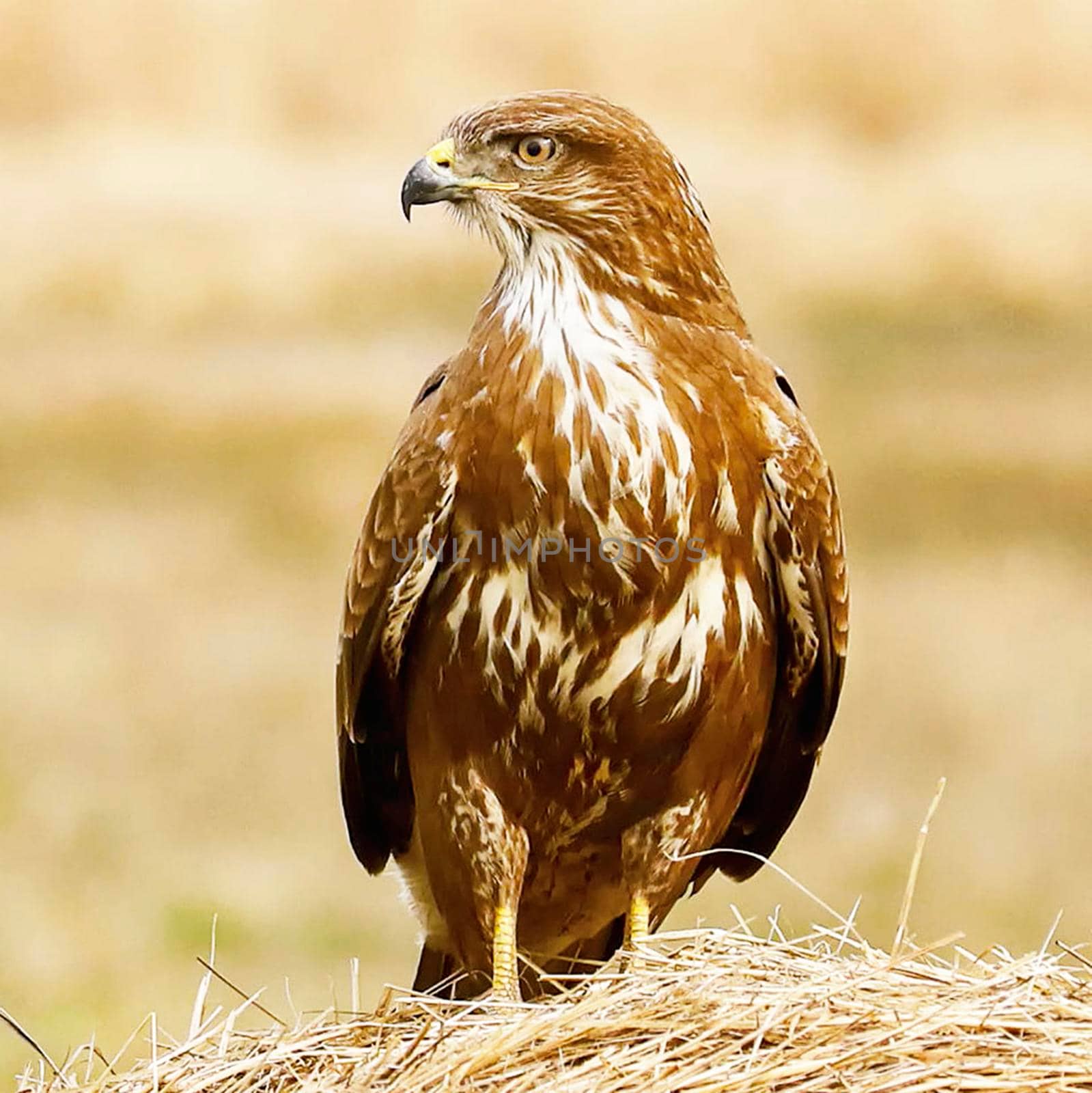 Most beautiful birds in the world picture by TravelSync27