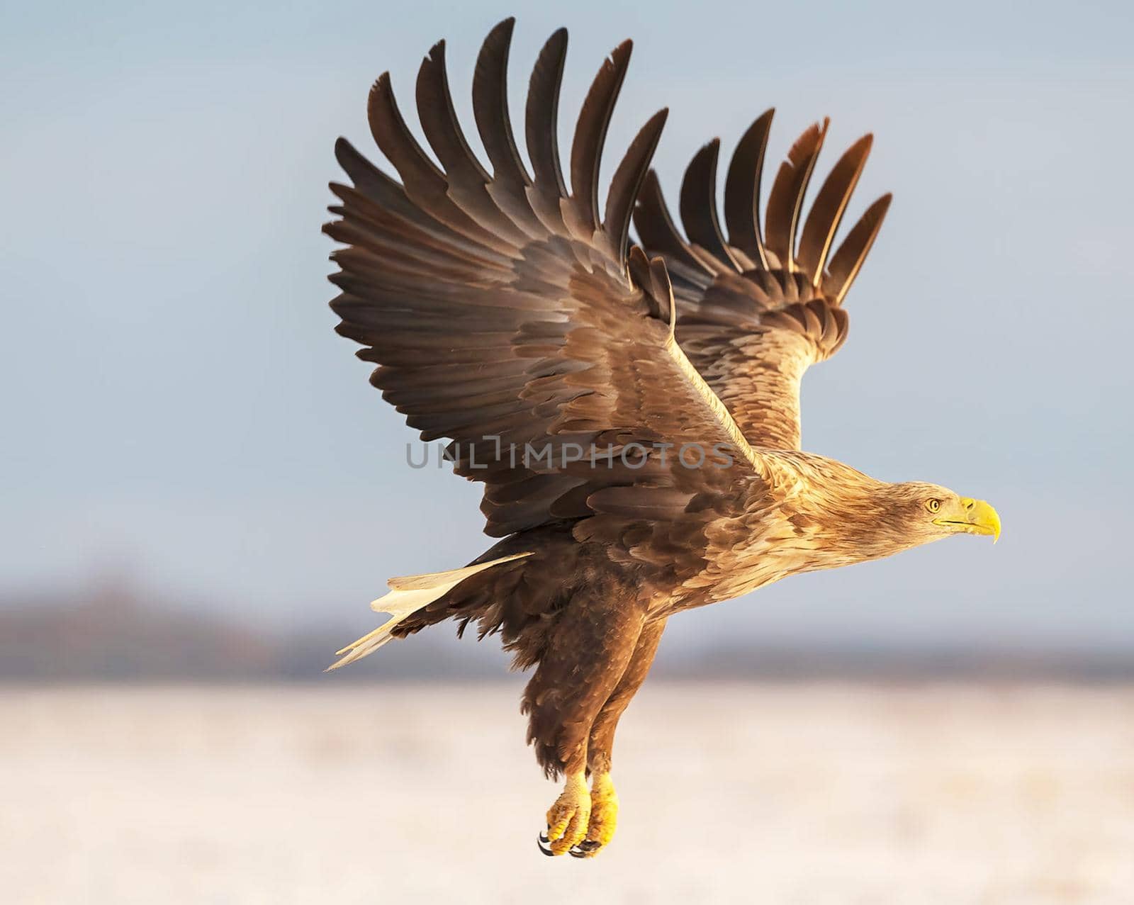 Most beautiful birds in the world picture by TravelSync27