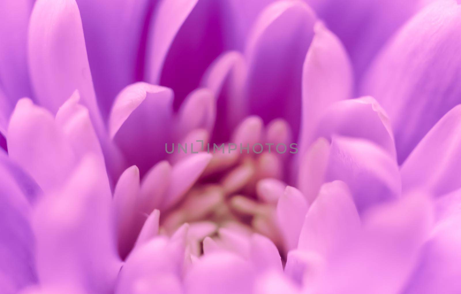 Abstract floral background, purple chrysanthemum flower. Macro flowers backdrop for holiday brand design by Olayola