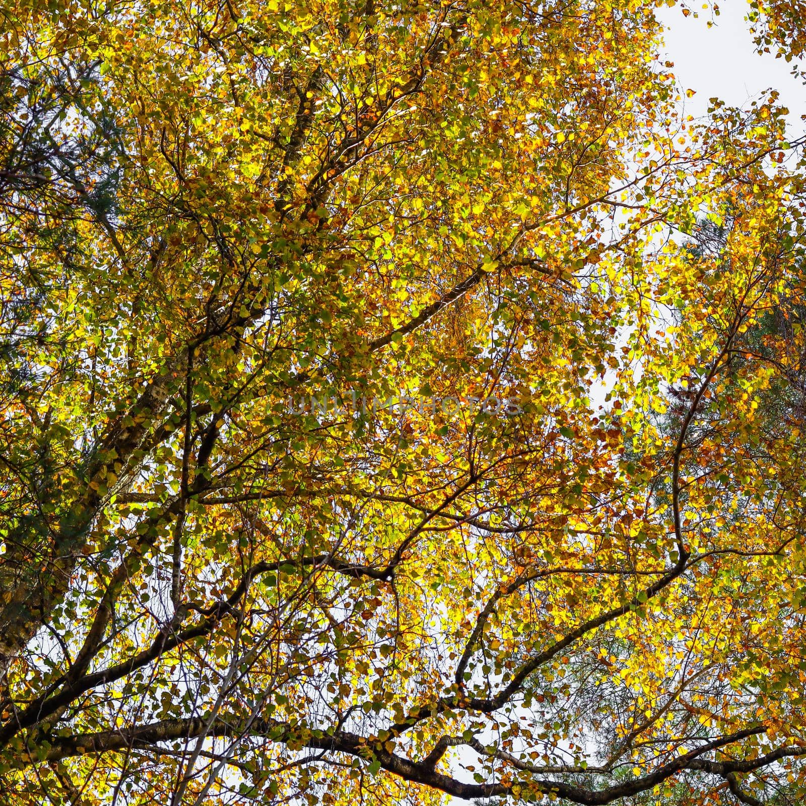 Autumn background of bright yellow leaves on birch branches by Olayola