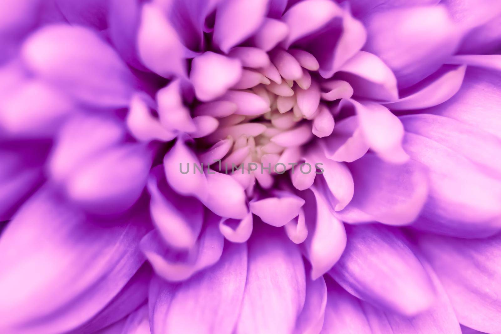 Abstract floral background, purple chrysanthemum flower. Macro flowers backdrop for holiday brand design by Olayola