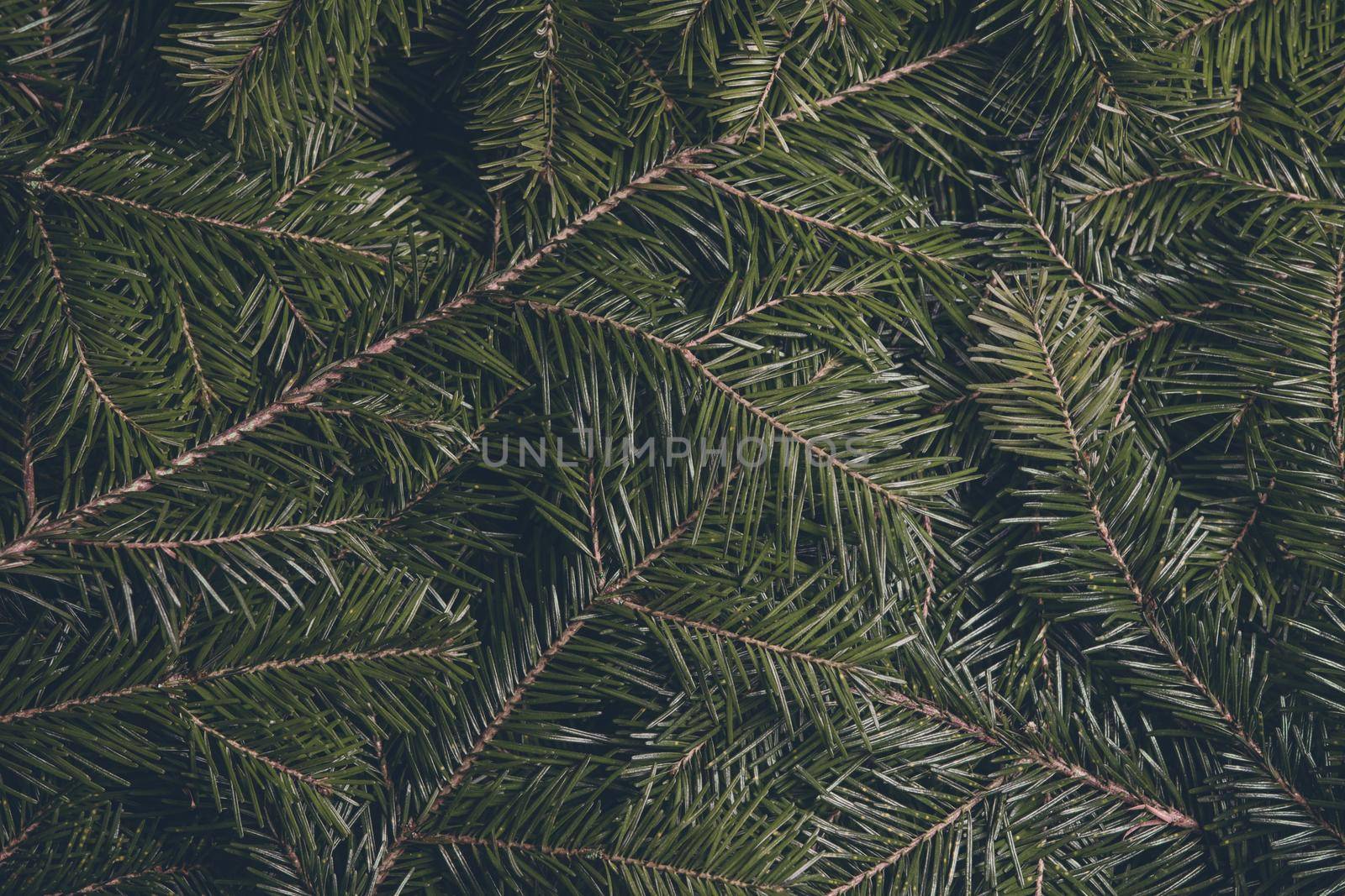 Fir tree branch background close up christmas design card toned image