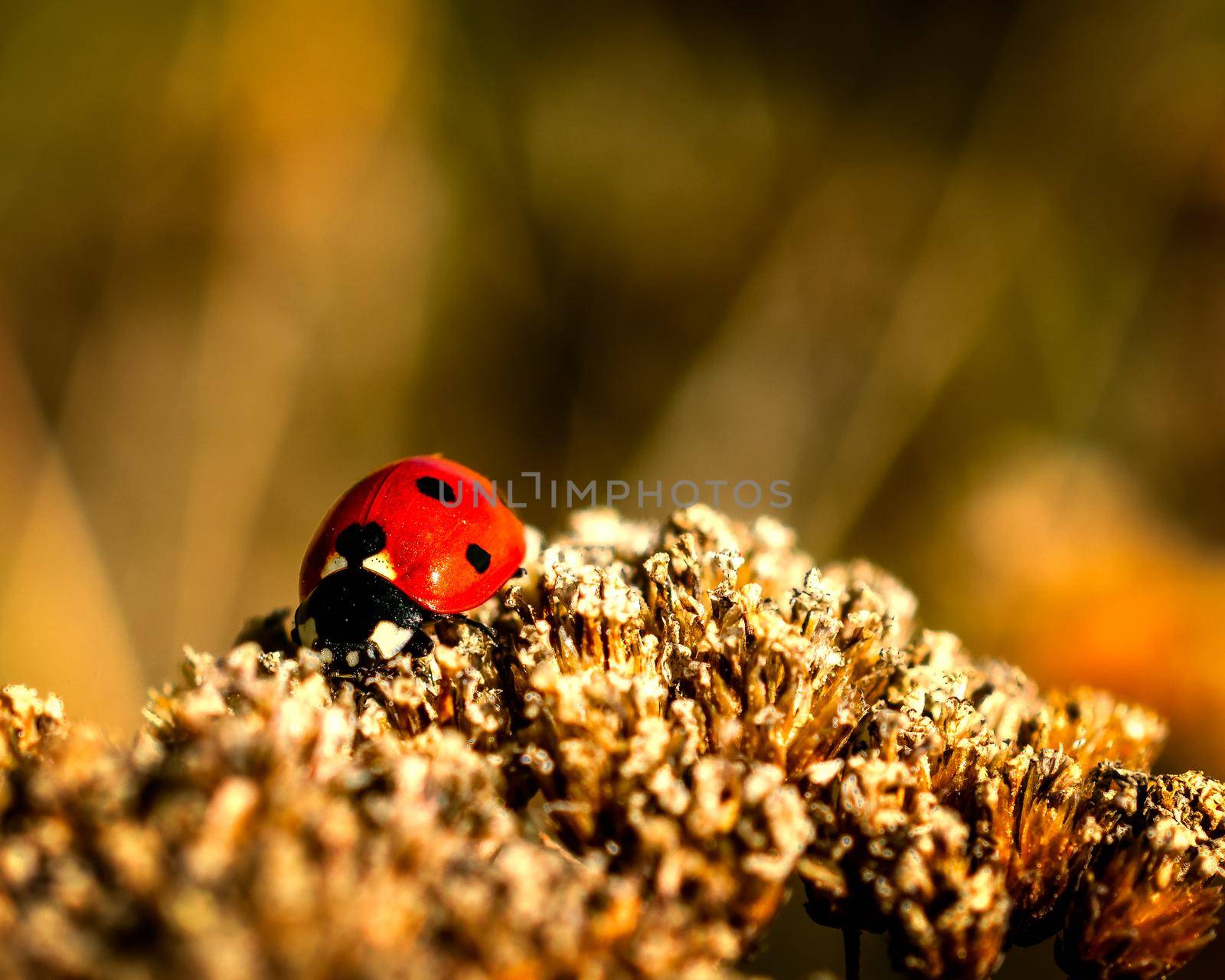 Ladybug landed on gold collared flower, close-up photo of a ladybug on gold background