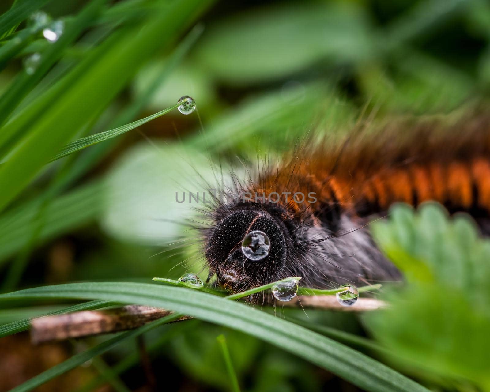 Selective focus of Caterpillar eating in the grass, water drops and a caterpillar