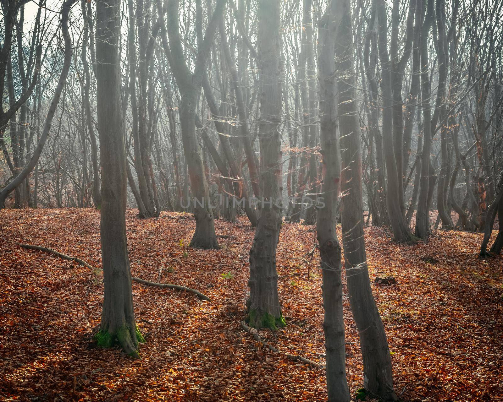 Foggy fall forest photo, autumn forest and colourful tree leaves