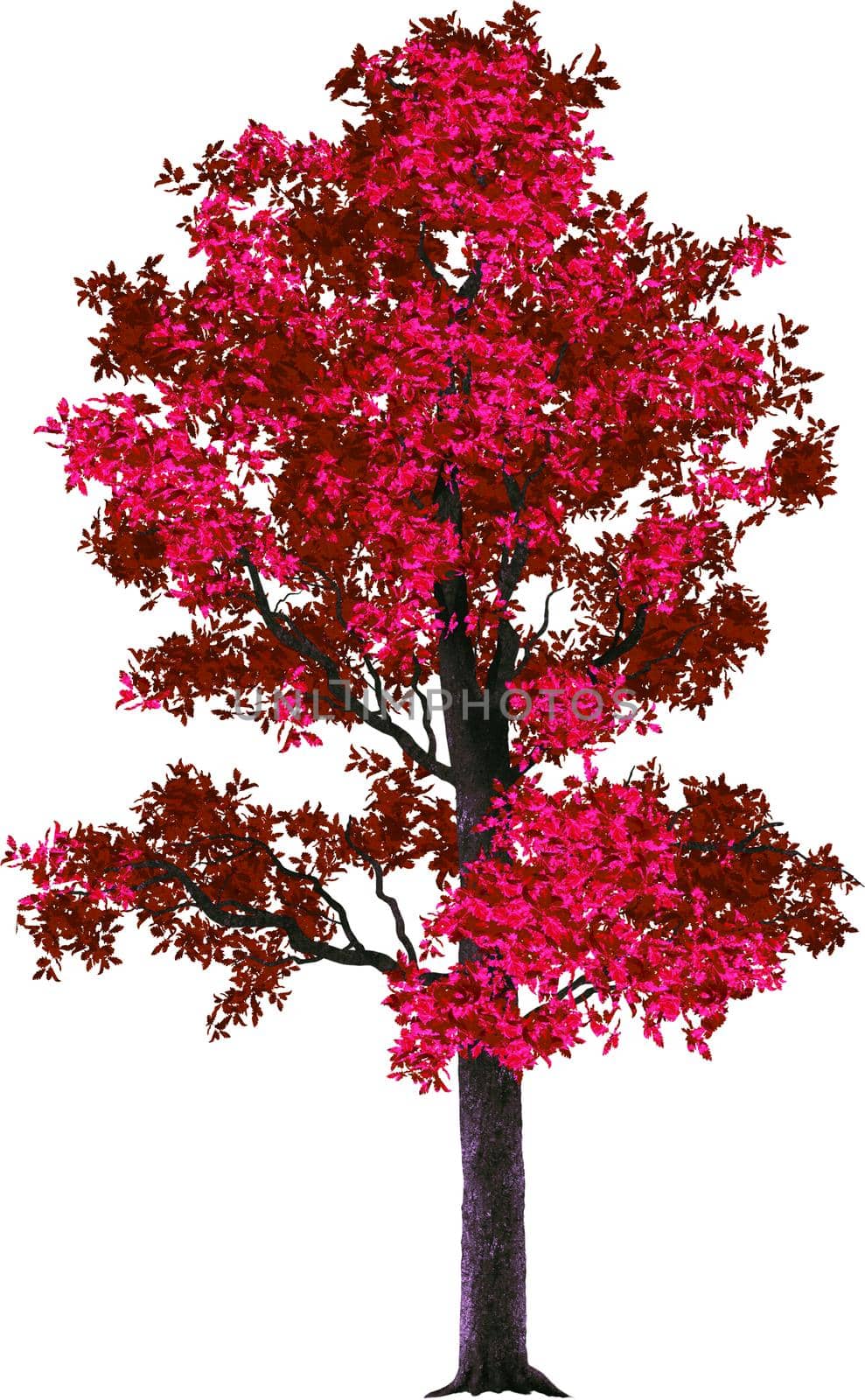 Autumn tree on a white background.Texture or background