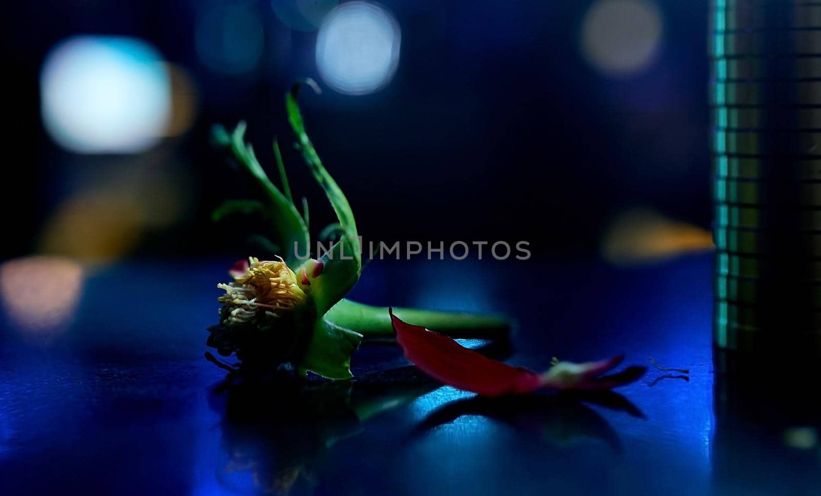 rose without petals. Empty rose inflorescence. On the blue table with a side. High quality photo