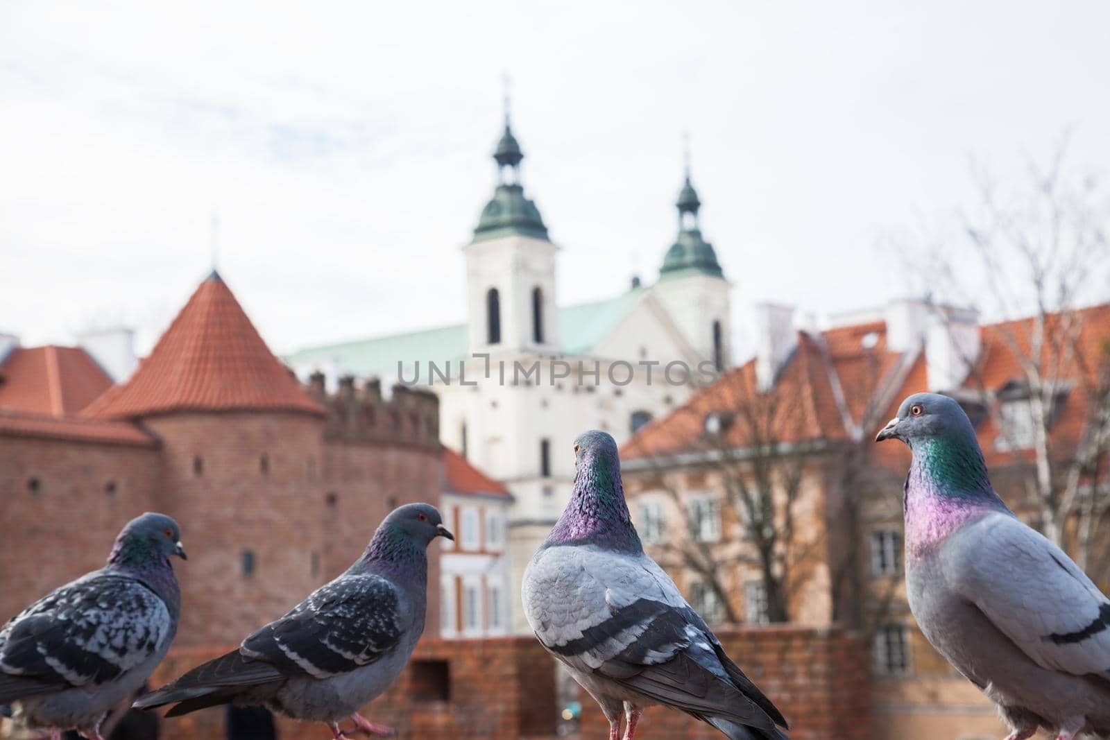 Pigeons against of the Barbican fortress in the historic center of Warsaw. Poland.