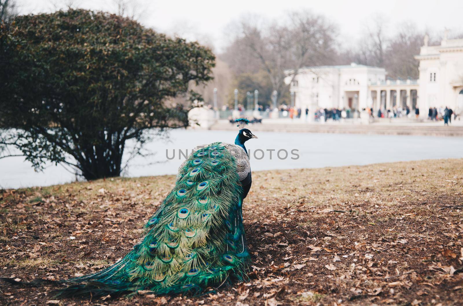 Peacock in Lazienki or Royal Baths park in Warsaw in Poland