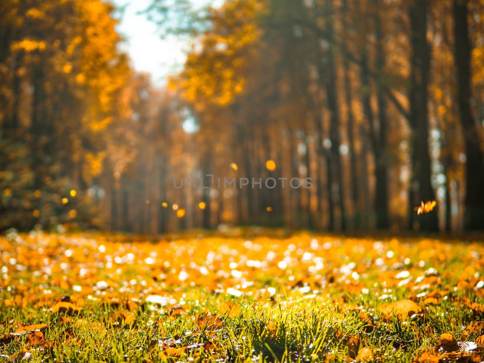 Autumn park. Beautiful romantic alley in park with colorful trees and sunlight. Autumn natural background. Falling foliage, fall trail landscape. Copy space for text