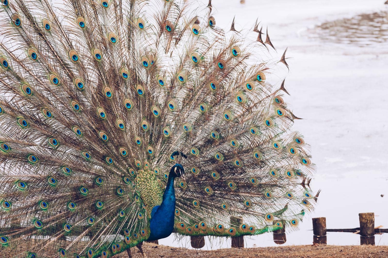 Peacock in Lazienki or Royal Baths park in Warsaw in Poland.