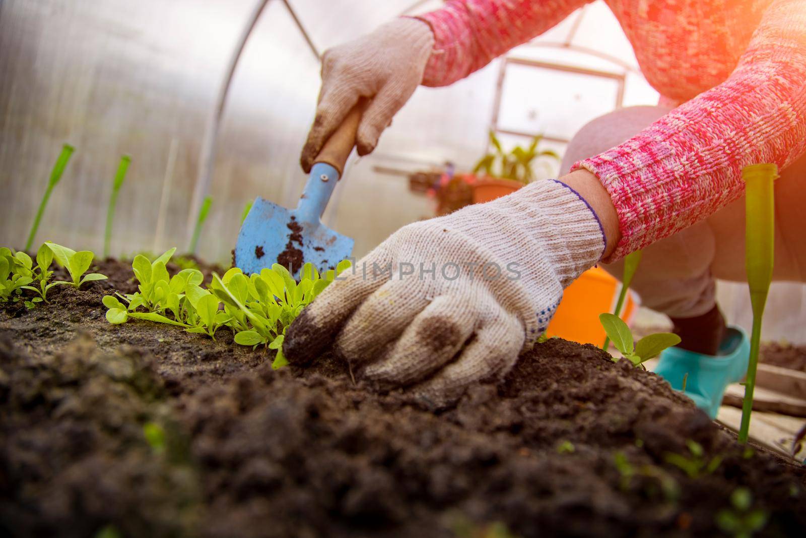 the gardener plants young plants in the greenhouse. no face, close up