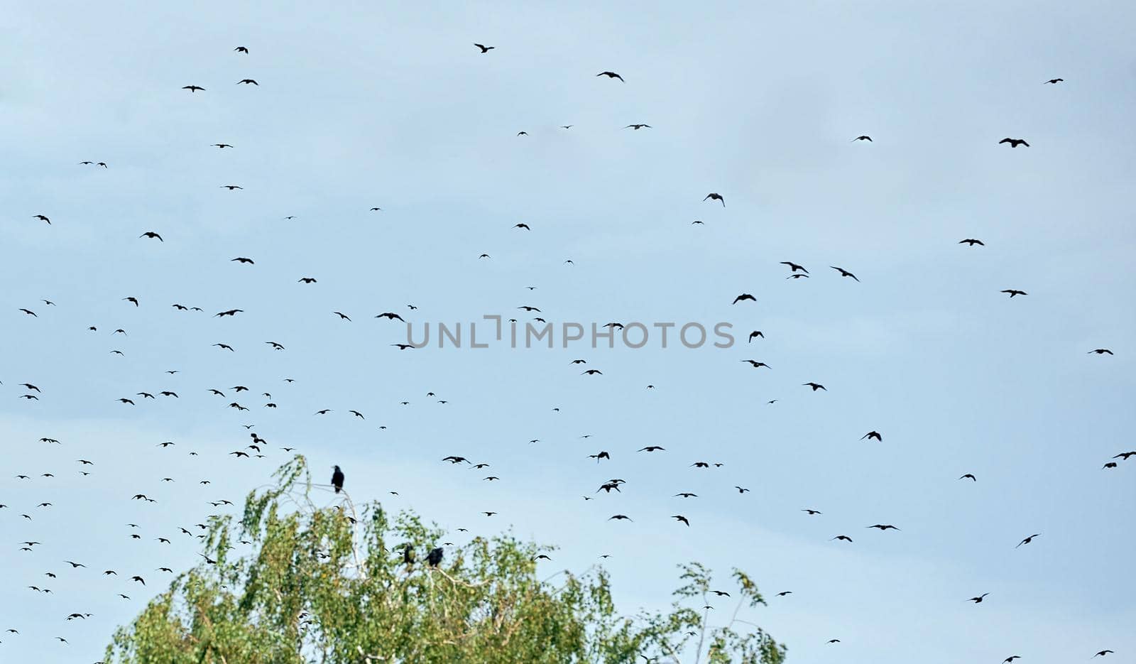 a flock of crows swung from the crown of a tree against the background of a blue non-be. High quality photo