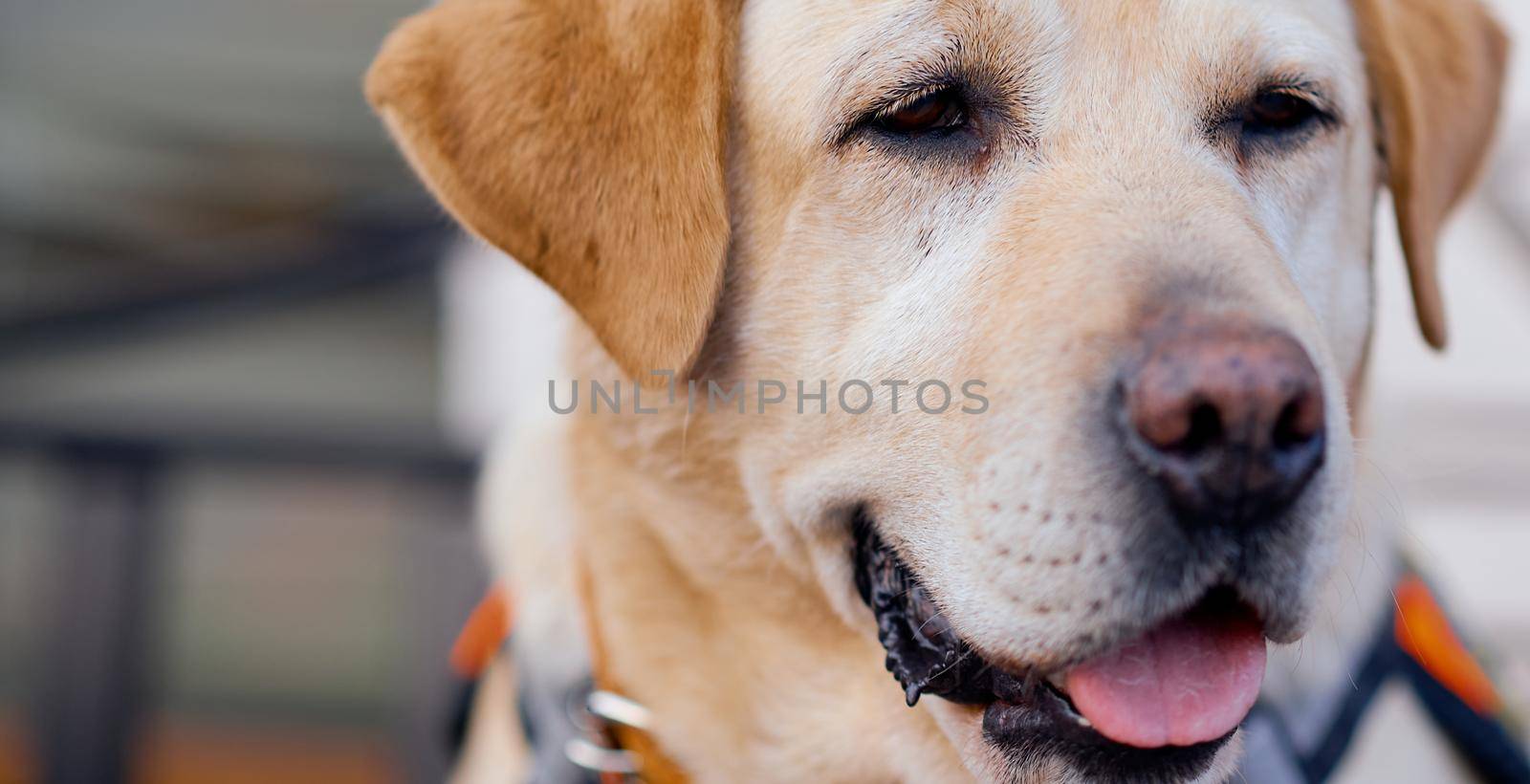 The Labrador dog looks to the side and squints. It's close. . High quality photo