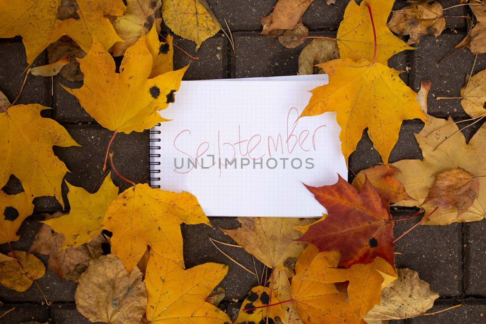 notepad with inscription september lies in autumn leaves on tile track by Mariaprovector