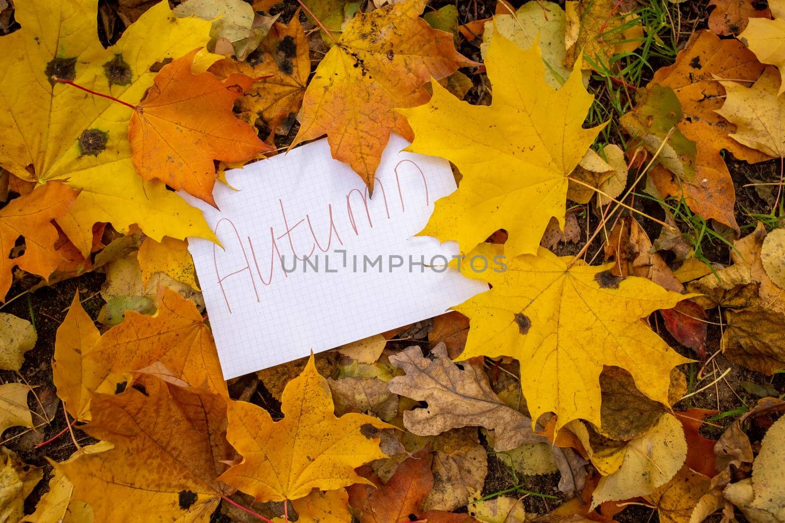 a sheet of paper with the inscription autumn lies in dry autumn leaves. close up top view