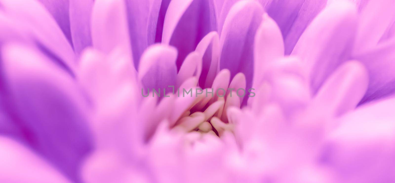 Abstract floral background, purple chrysanthemum flower. Macro flowers backdrop for holiday brand design by Olayola