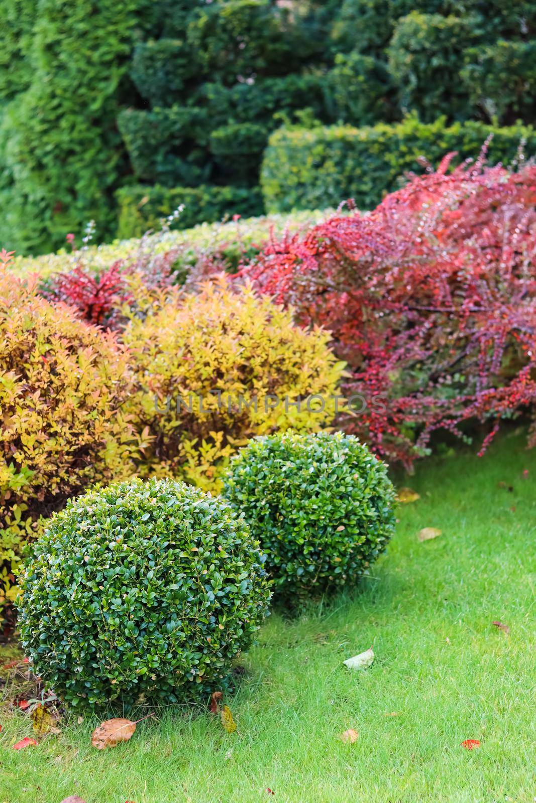 Landscaping of a garden with a green lawn, colorful decorative shrubs and shaped yew and boxwood, Buxus, in autumn. Gardening concept.