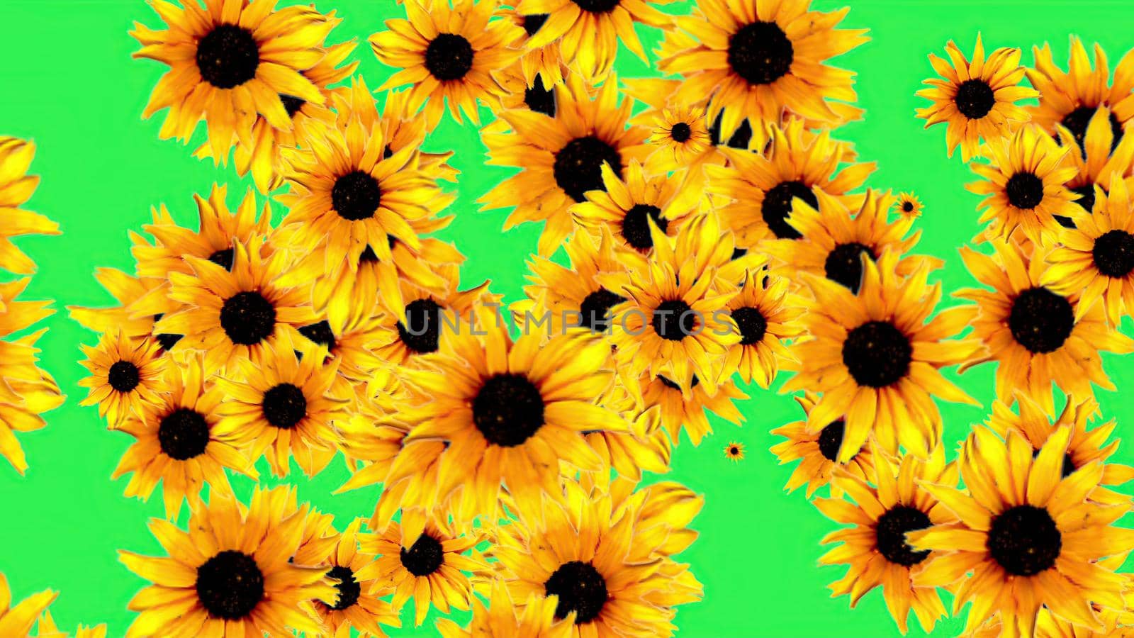 3d illustration - Sunflowers background pattern on green screen  by vitanovski