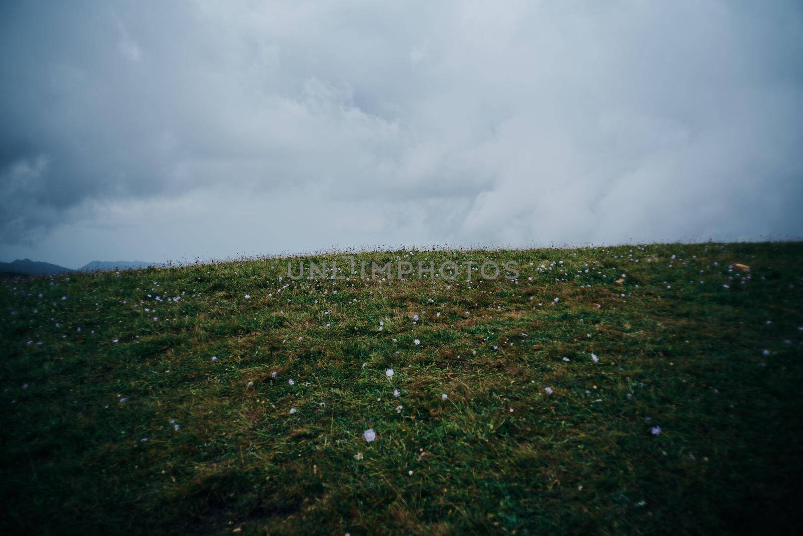 field flowers mountains travel adventure nature freedom by Vichizh