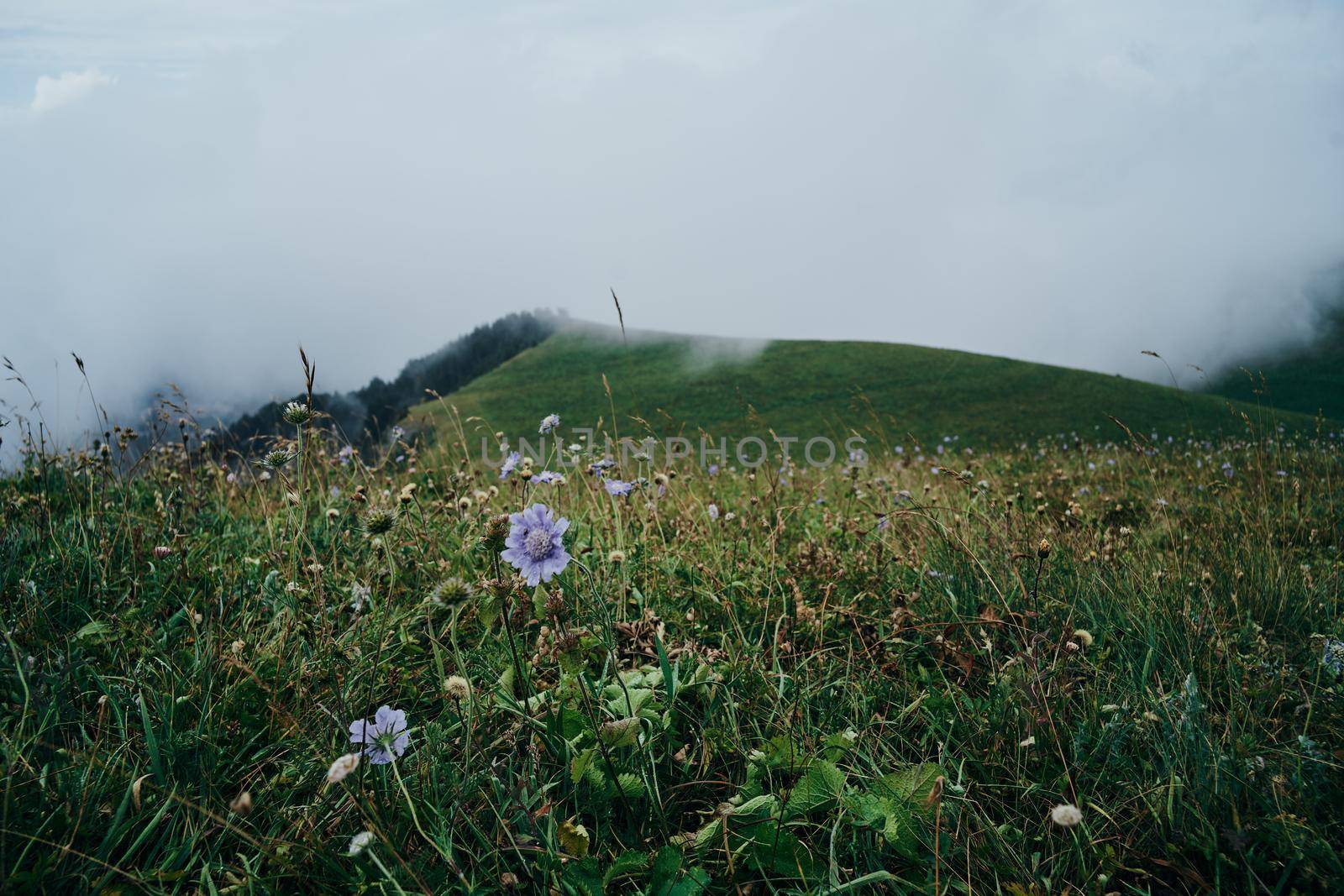 field flowers mountains travel adventure nature freedom by Vichizh