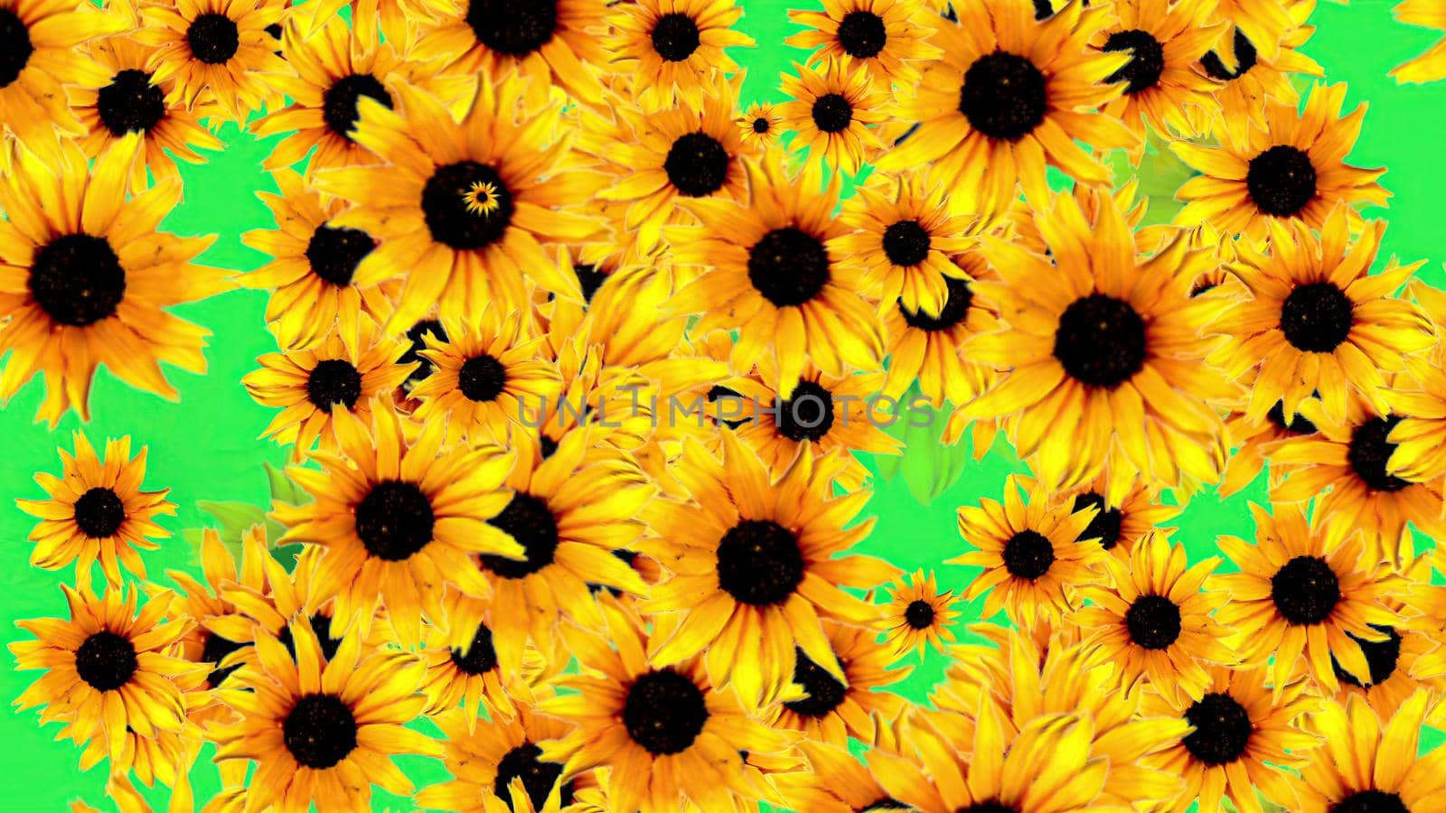 3d illustration - Sunflowers background pattern on green screen 