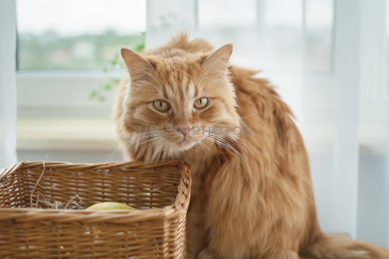 Red young cat is sitting on window background near straw basket, domestic pets concept.