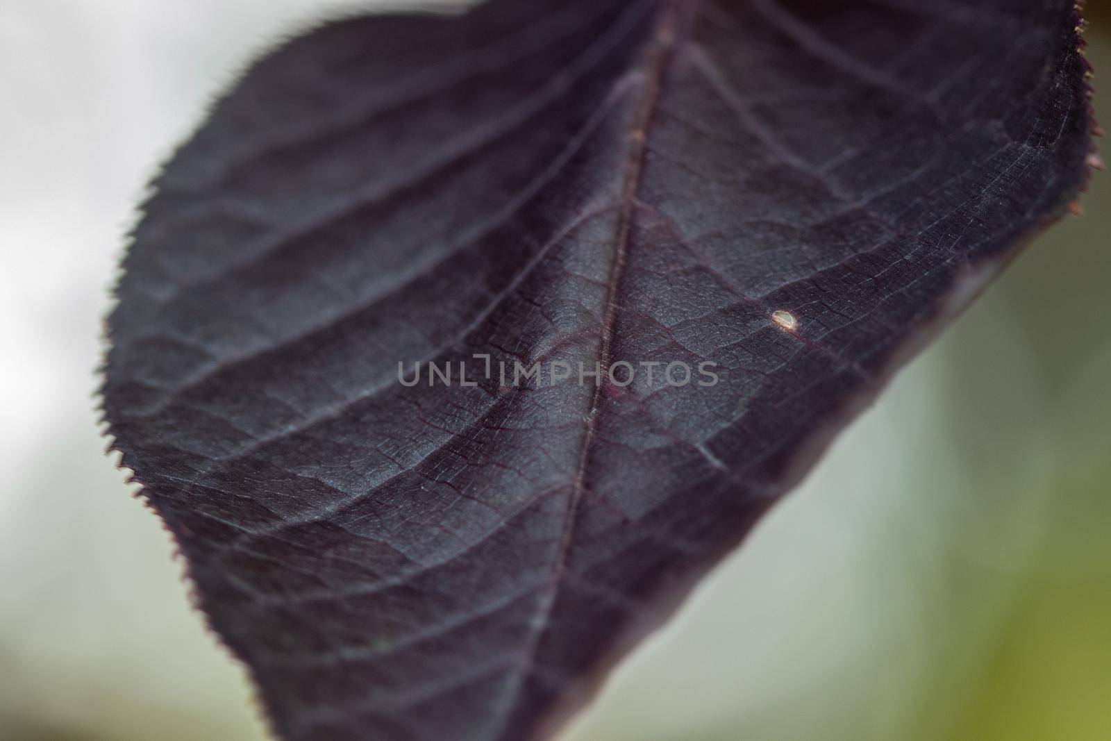 Close up of Purple leafs on a Redbud tree in Kansas. High quality photo