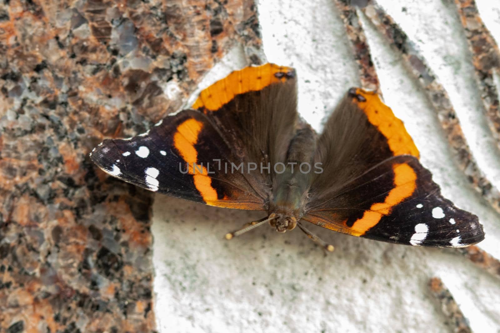 Beautiful Black, orange and white butterfly closeup in the park Kansas  by gena_wells