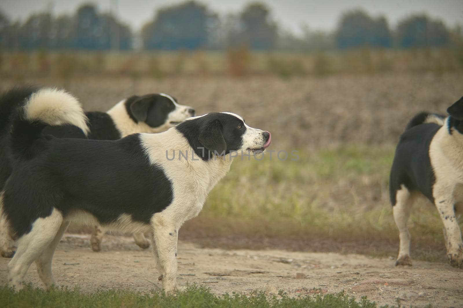 Black and white dogs in the countryside by pippocarlot