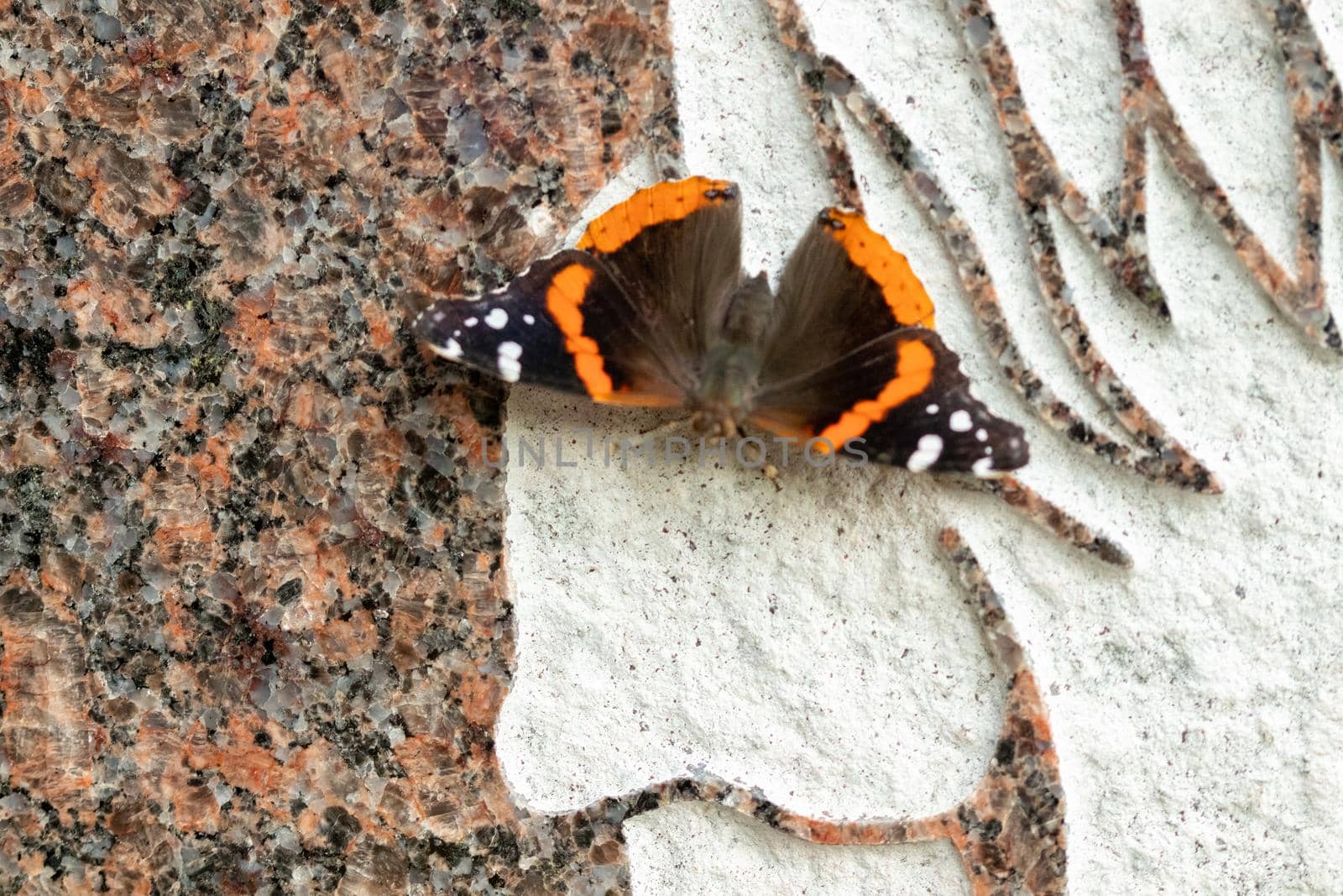 Beautiful Black, orange and white butterfly closeup in the park Kansas . High quality photo