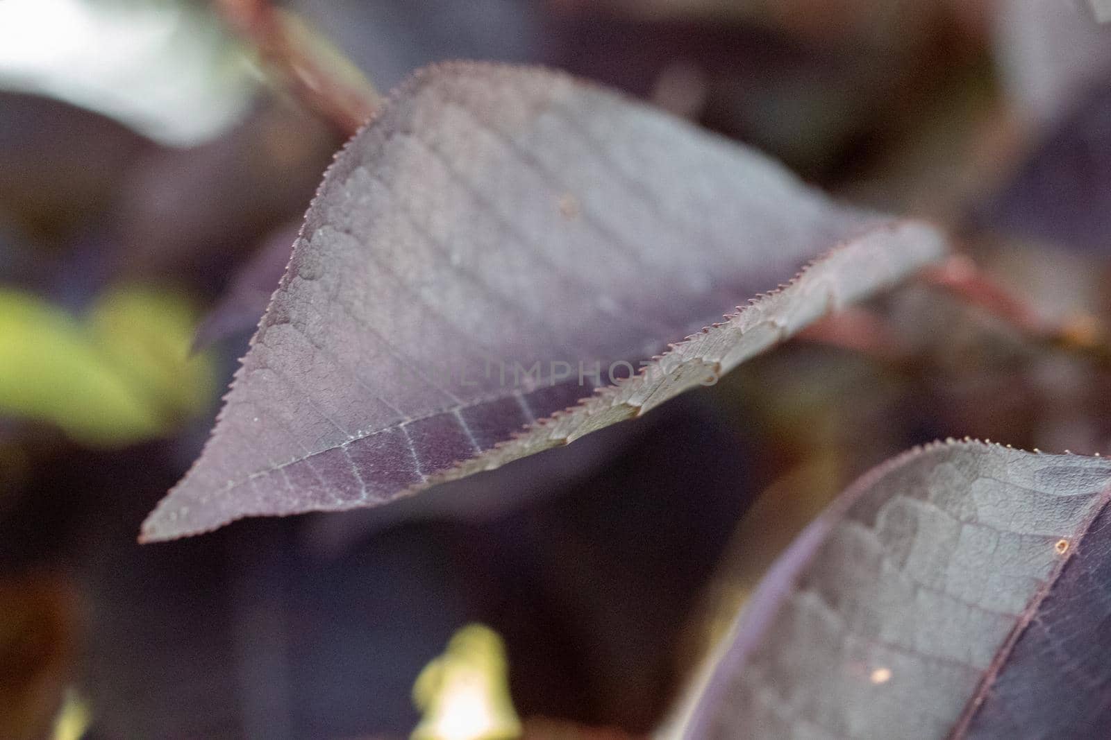 Close up of Purple leafs on a Redbud tree in Kansas by gena_wells