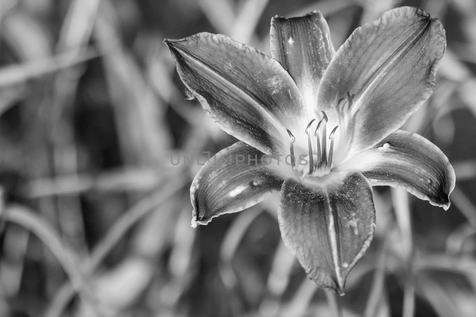 Close up of full blooming day lilies Black and white photo. High quality photo