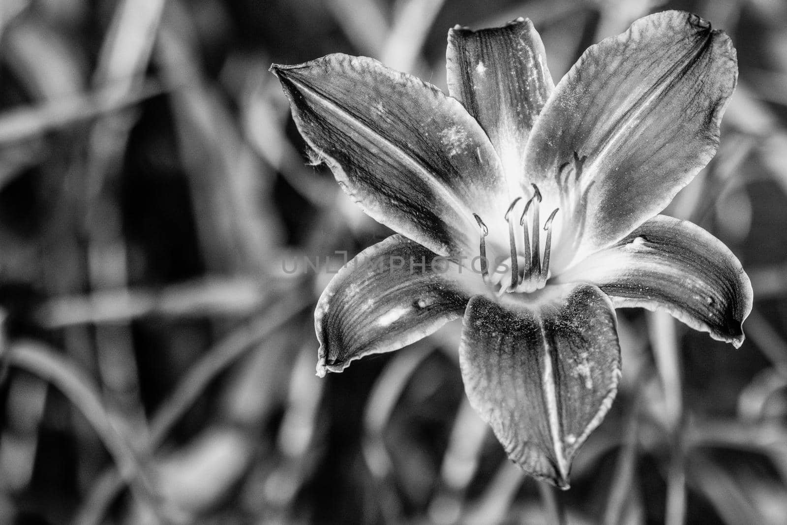 Close up of full blooming day lilies Black and white photo. High quality photo