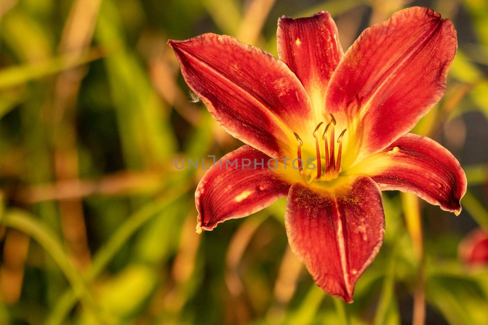 Close up of full blooming day lilies pinkish orange  by gena_wells