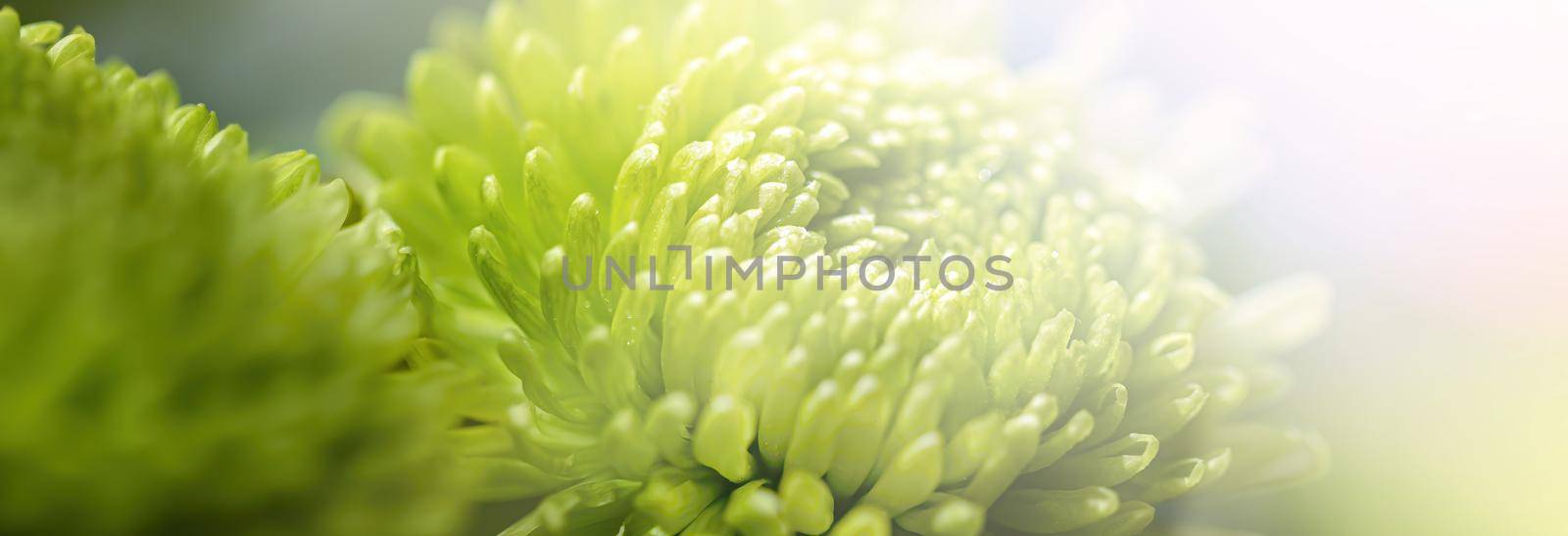 Floral background. Close-up of green dahlia in sunlight