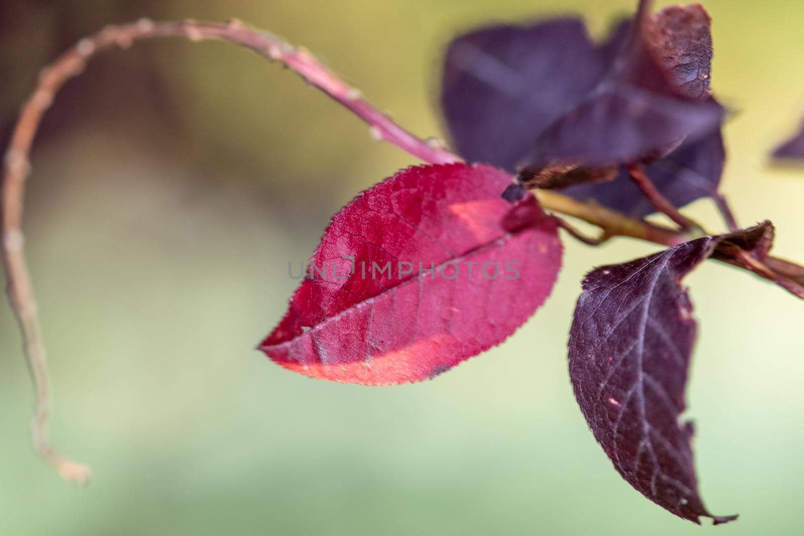 Close up of Purple leafs on a Redbud tree in Kansas by gena_wells