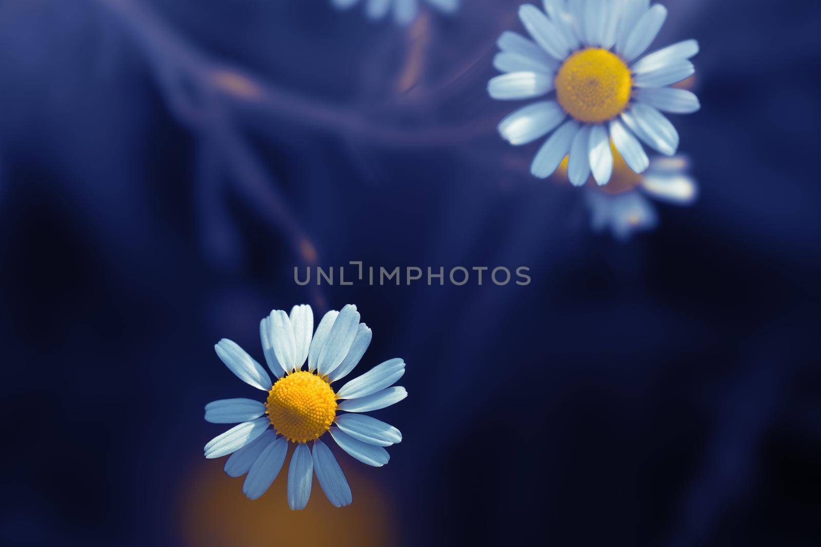 Close up of daisy flowers in a dark mood look
