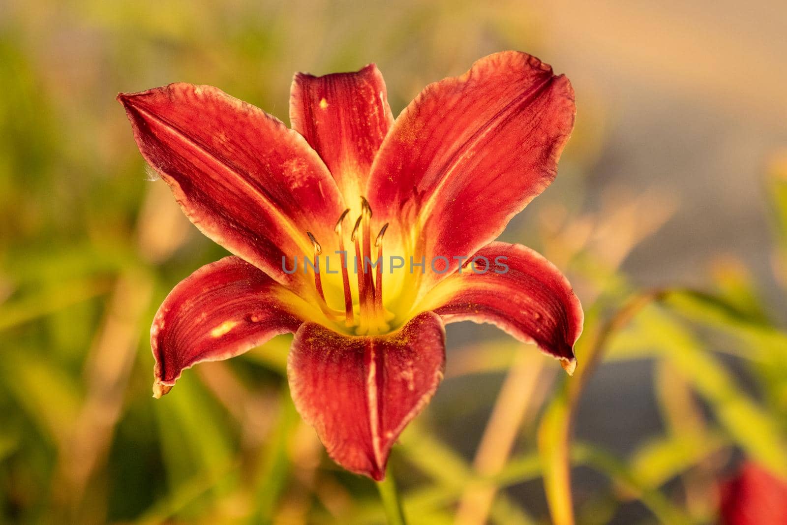 Close up of full blooming day lilies pinkish orange  by gena_wells