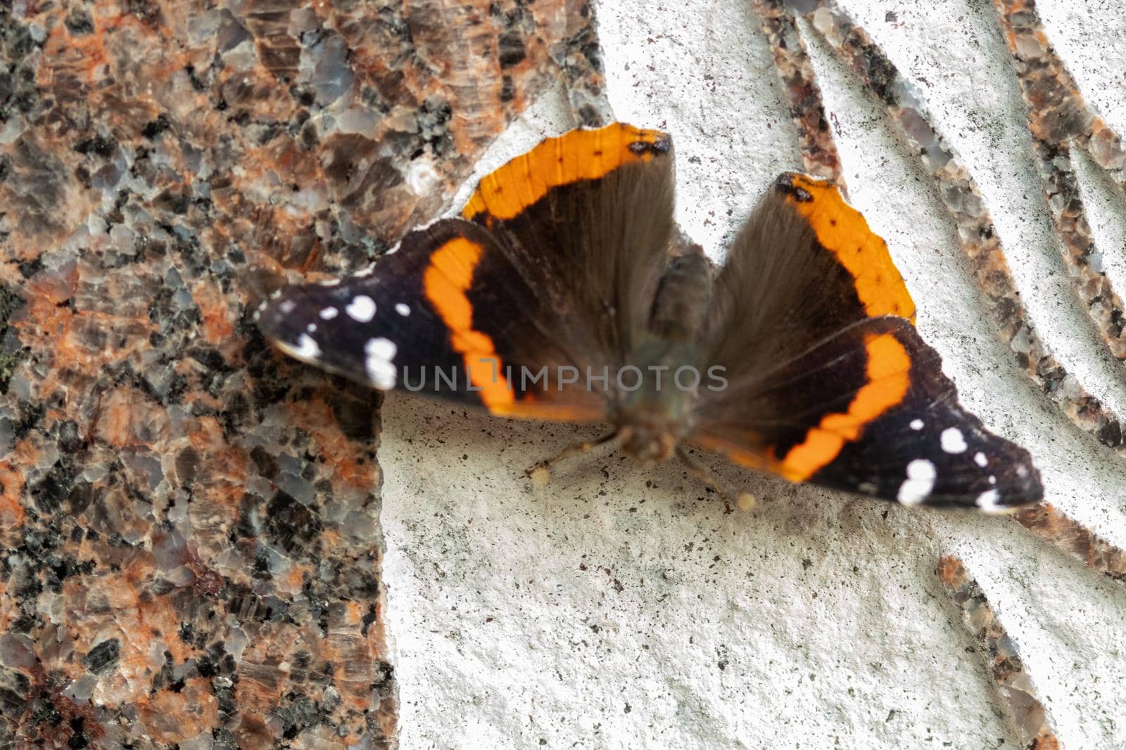 Beautiful Black, orange and white butterfly closeup in the park Kansas . High quality photo