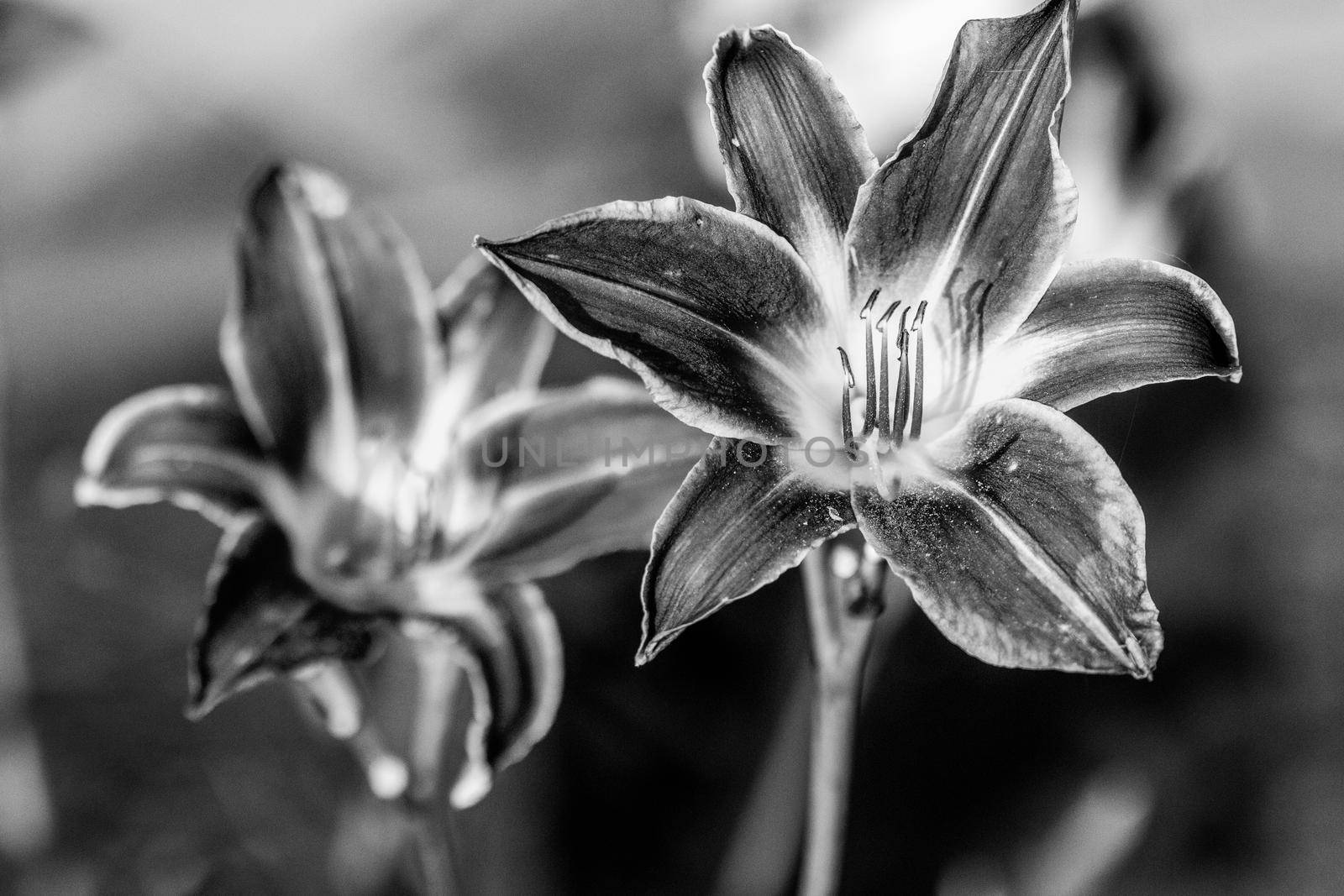 Close up of full blooming day lilies Black and white photo. High quality photo