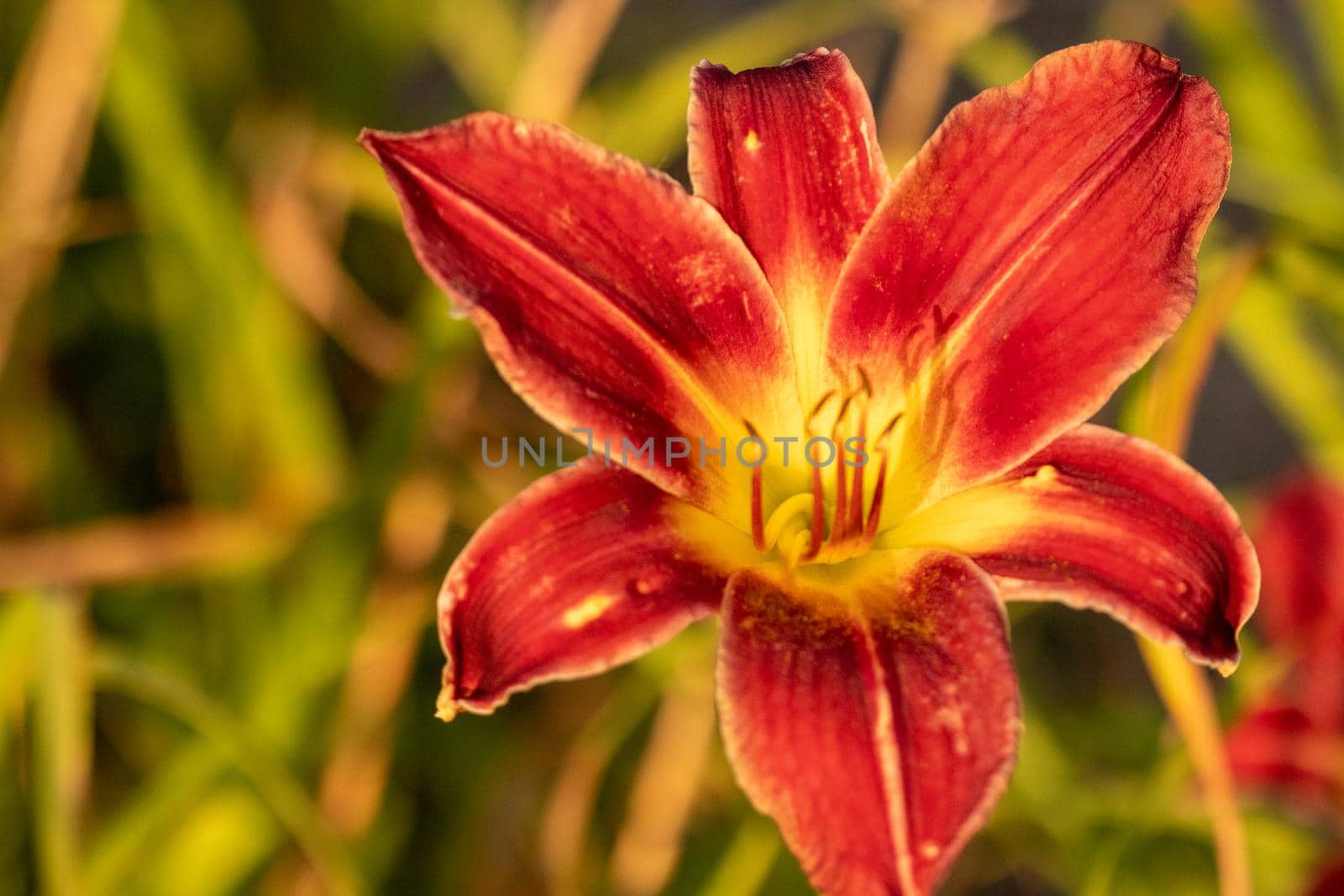 Close up of full blooming day lilies pinkish orange . High quality photo