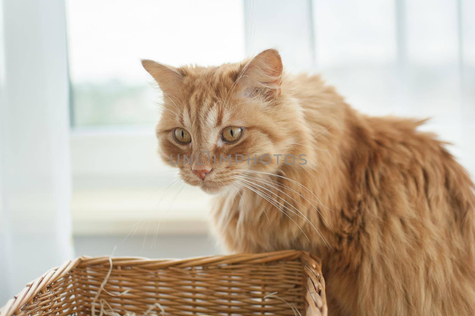 Red young cat is sitting on window background near straw basket, domestic pets concept.