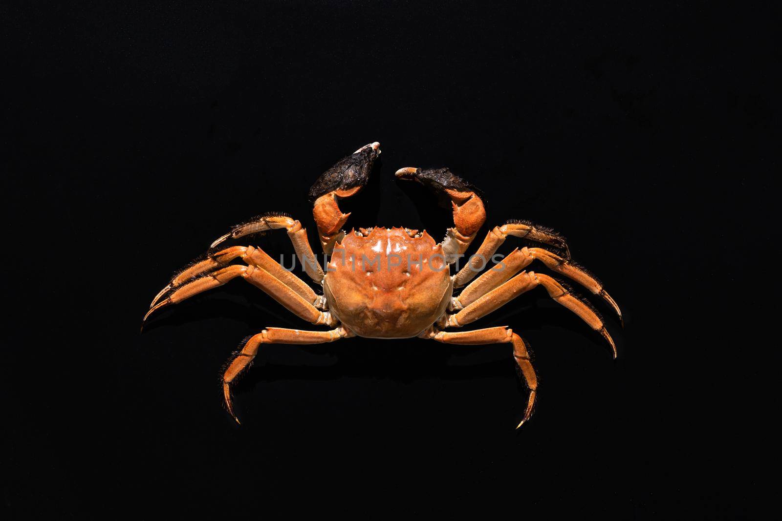 boiled Shanghai hairy crab or Chinese mitten crab (Eriocheir sinensis) with Chili and herb on black background by psodaz